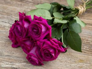 ROSE BELLE RIVES 50